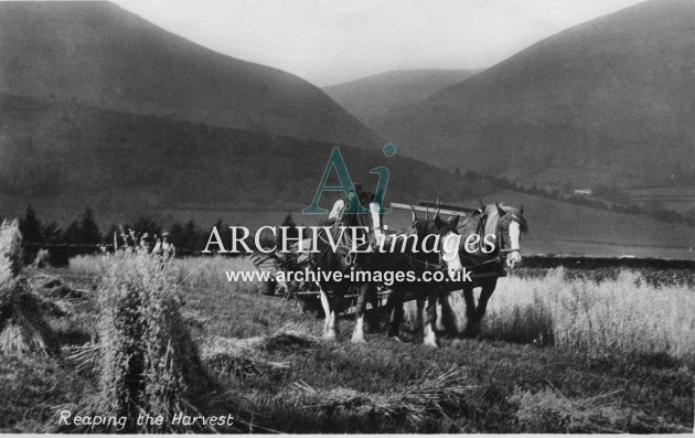 Rural Britain Harvesting c1920 MD