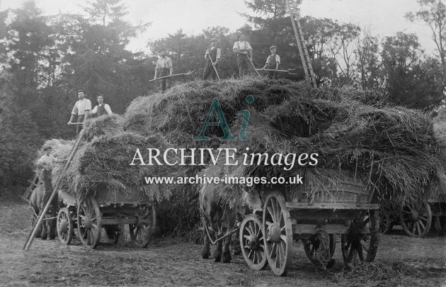 Edwardian Harvesting Scene MD