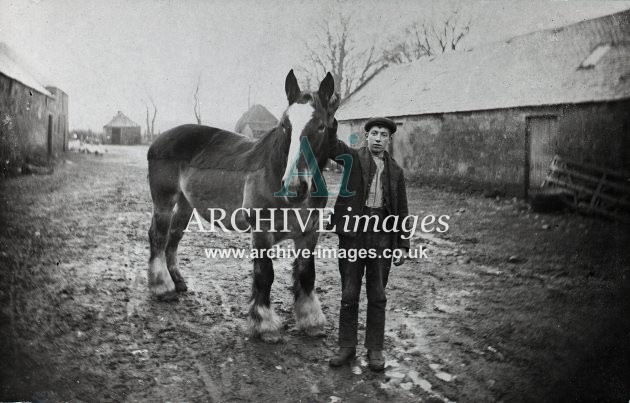 Clydesdale Horse MD