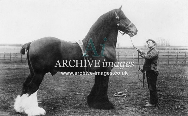 Shire Horse MD