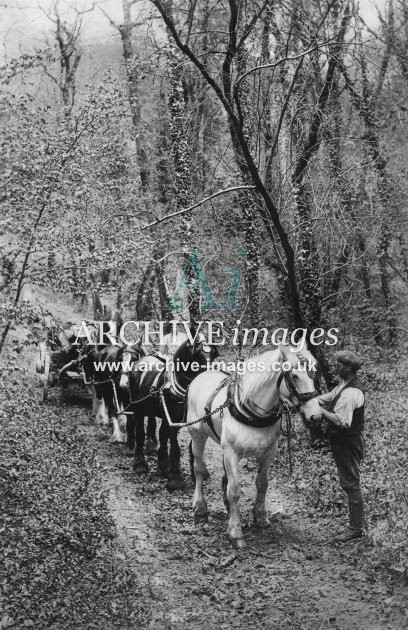 Edwardian Rural, Horses Hauling Timber MD