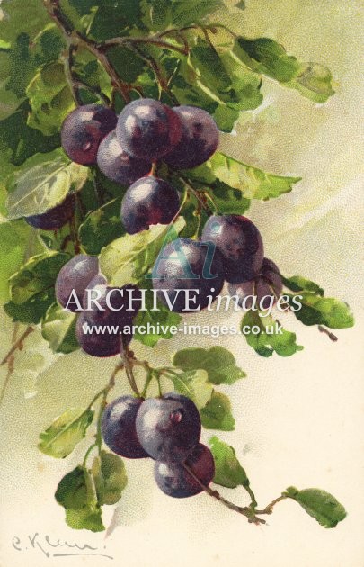 Christina Klein, Fruit, Black Grapes MD