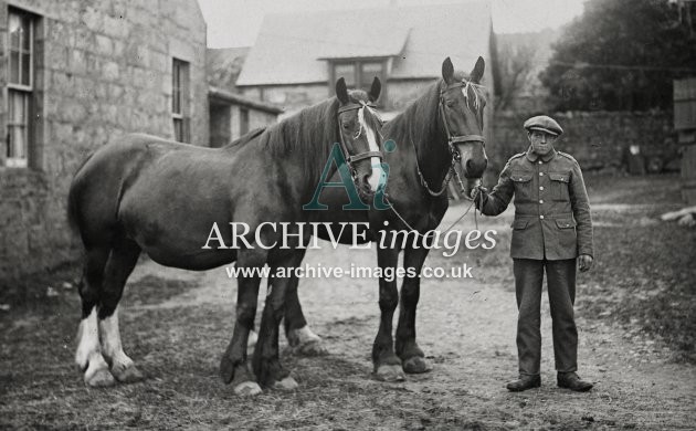 Clydesdale Horses MD