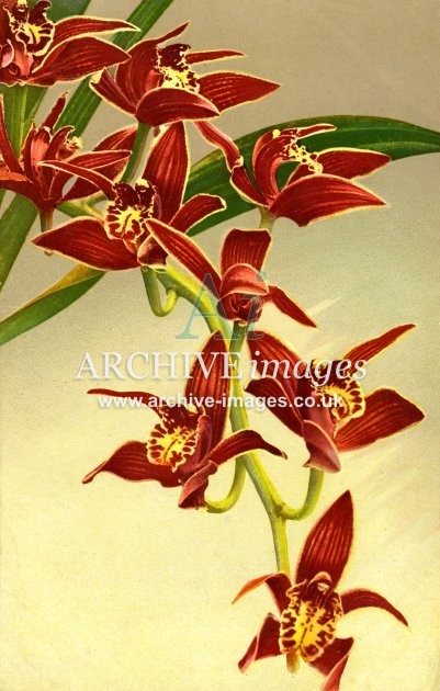 Red Orchids