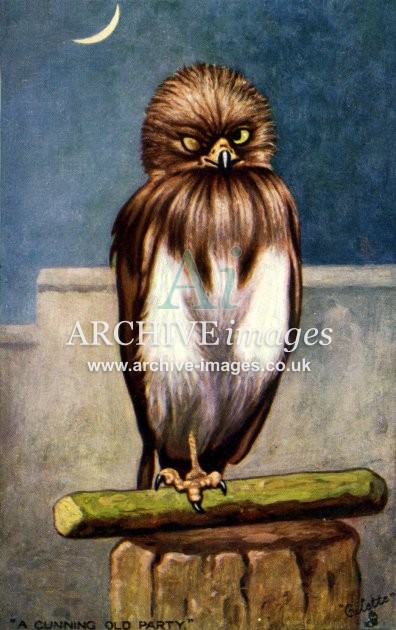 Owl, 'A cunning old party'