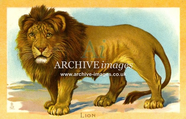 Tuck, Wild Animals, Lion