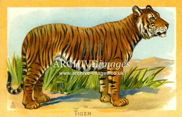 Tuck, Wild Animals, Tiger