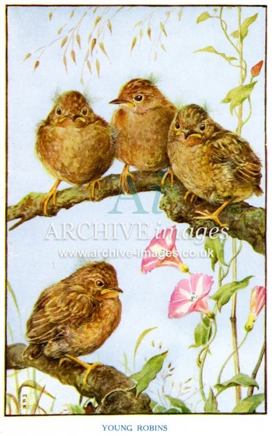 Young Robins