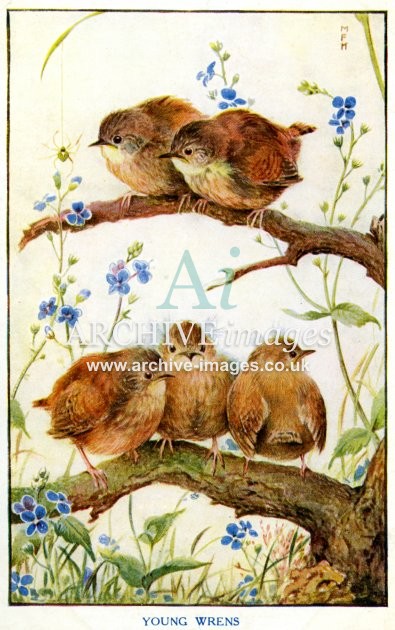 Young Wrens