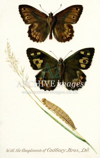 Cadburys Reward Card, Grayling Butterfly FG