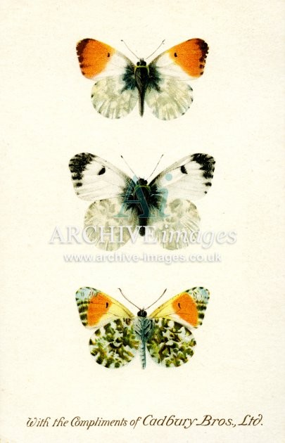 Cadburys Reward Card, Orange Tip Butterfly FG