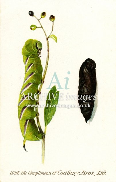 Cadburys Reward Card, Privet Hawk Moth FG