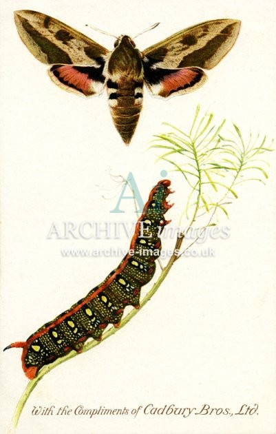 Cadburys Reward Card, Spurge Hawk Moth FG