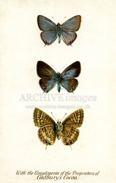 Cadburys Reward Card, Tailed Blue Butterfly FG