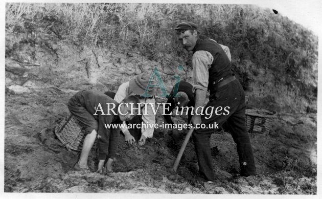 Scilly Isles N Clarke, Guy, Algy and Clem digging potatoes St Martins CMc