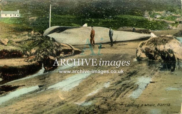 Scotland Outer Hebrides Harris landing a whale harris Whaling CMc