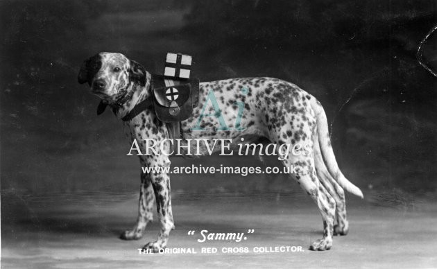 Aberdeen city Sammy Red Cross collecting dog c1915 adelphi series CMc