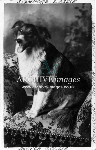 Dogs border collie Stamford Lassie c1910 CMc