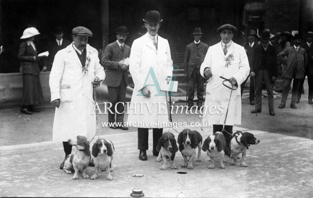 Dogs Prize winning Beagles in dog show c1910 CMc