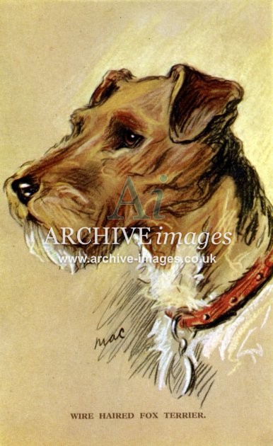 Dogs by Mac Wire Haired Fox Terrier c1930 CMc