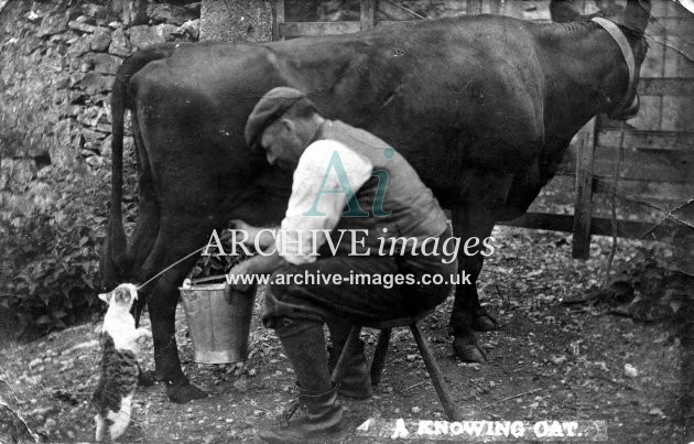 Lancashire Cats Arnside A Knowing Cat drinking milk from cow udder 1904 CMc