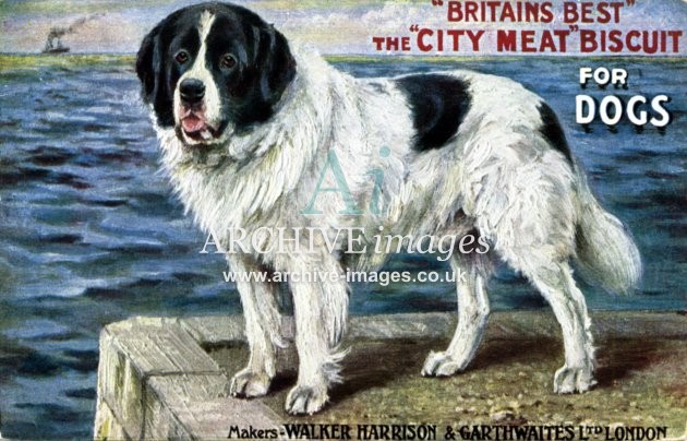 Advertising Dogs City Meat dog food advert postcard St Bernard c1910 CMc