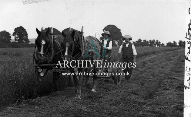 Sussex Rural East Preston mowing hay 1906 CMc