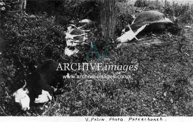 Herefordshire Peterchurch Dead Cattle after lightning strike c1910 CMc