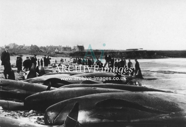 Whales driven ashore at Thurso Scotland 1899