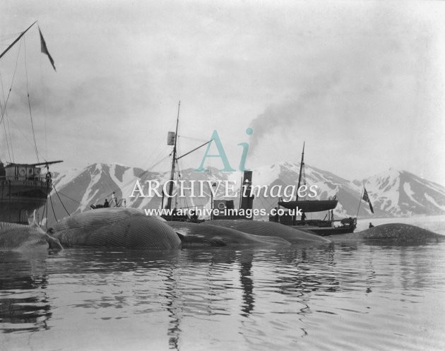 Whaling ships Spitzbergen 1905