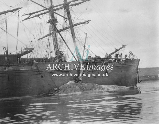 Whaling Ships Spitzbergen 1905