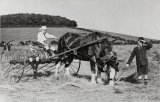 Harvesting Scene & Horse-Drawn Hay Rake MD