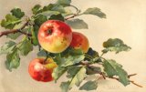 Christina Klein, Fruit, Apples MD