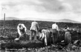Peat Cutting, Orkney