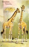 Giraffes, Belle Vue Zoo, Manchester