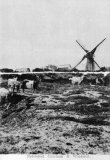 Nettlebed windmill & common