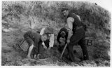 Scilly Isles N Clarke, Guy, Algy and Clem digging potatoes St Martins CMc.jpg
