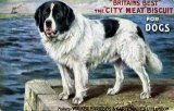Advertising Dogs City Meat dog food advert postcard St Bernard c1910 CMc.jpg