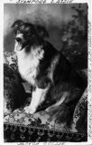 Dogs border collie Stamford Lassie c1910 CMc.jpg