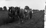 Sussex Rural East Preston mowing hay 1906 CMc.jpg